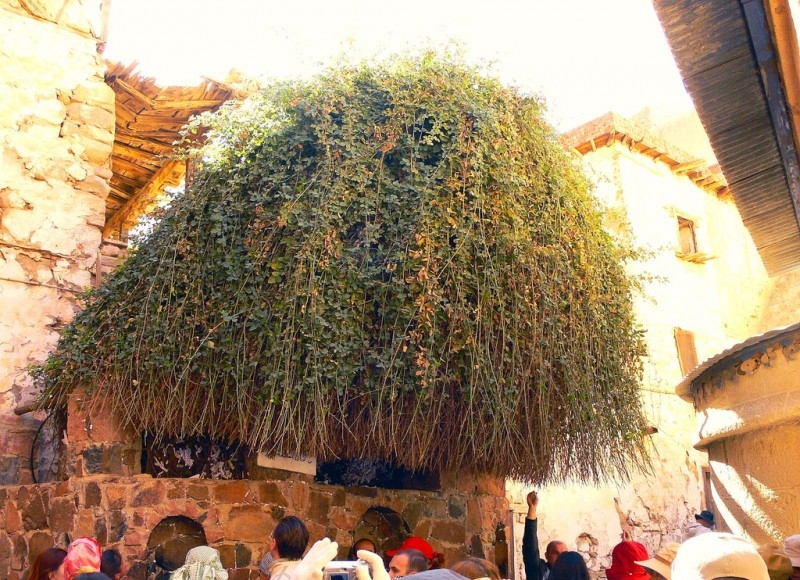 Buisson ardent Buisson ardent